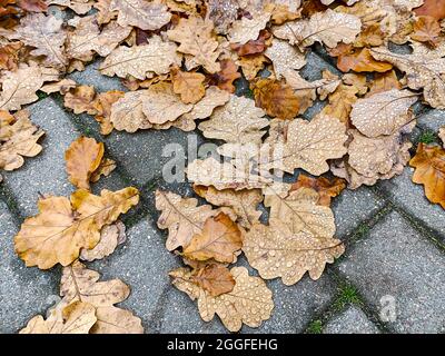 Draufsicht auf getrocknetes Eichenlaub mit Regentropfen auf grauem Steinpflaster am Herbsttag Stockfoto