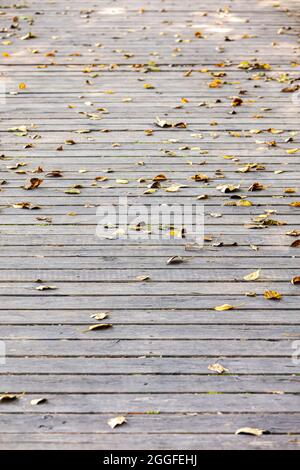 Alte, graue Holzdielen, die mit heruntergefallenen, trockenen, gelben Herbstblättern bedeckt sind Stockfoto