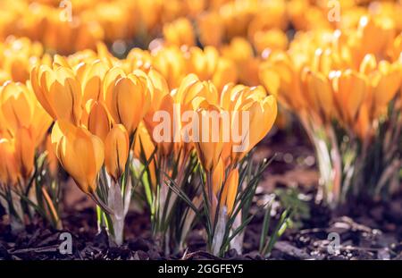 Im Frühling wachsen im Garten wunderschöne gelbe Krokusblüten Stockfoto