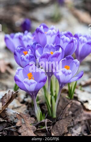 Violette Krokusblüten, die am Boden wachsen, amugen alte trockene Blätter an sonnigen Frühlingstag Stockfoto
