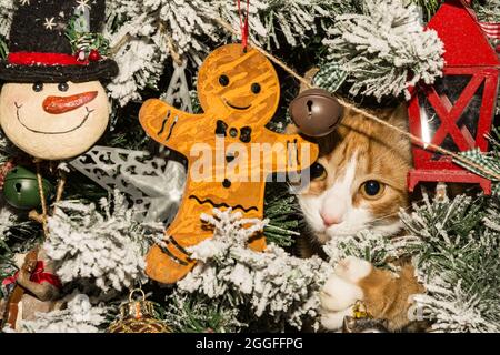 Kätzchen versteckt sich in einem Weihnachtsbaum Stockfoto