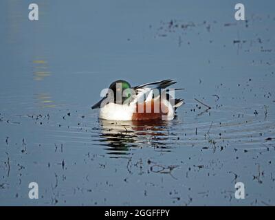 Smart drake (männlich) Northern Shoveler Duck (Anas Clypeata) auf dem Wasser mit Reflexionen im Leighton Moss RSPB Nature Reserve Lancashire, England, Großbritannien Stockfoto