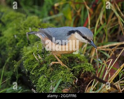 Intelligenter eurasischer Erdknüller (Sitta europaea) mit Dolchschnabel auf moosem Waldboden -Leighton Moss RSPB Nature Reserve Lancashire, England, UK Stockfoto