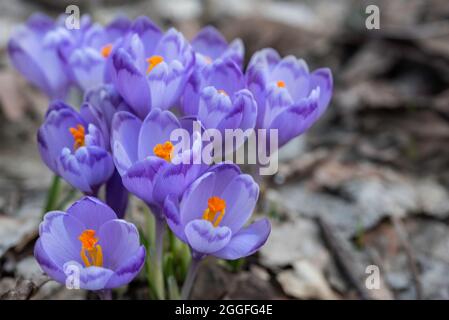 Violette Krokusblüten wachsen auf dem Boden unter alten trockenen Blättern Stockfoto