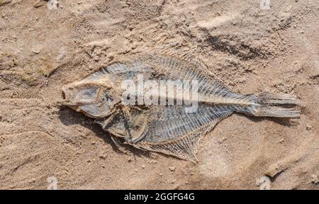 Trockener europäischer Schollenfisch (Pleuronectes platessa) an einem Meeresufer Stockfoto