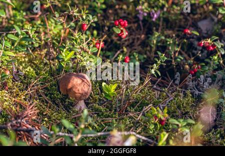 Der kleine Steinpilz (Boletus Edulis) versteckt sich am sonnigen Augusttag zwischen grünem Moos, Kiefernnadeln und Preiselbeersträuchern im Wald. Stockfoto