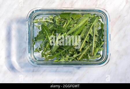 Glasbehälter voller frischer, mit Salzwasser bedeckter Dandelionblätter. Draufsicht. Vorbereitung für Salate. Stockfoto