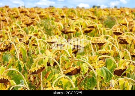 Landwirtschaftliches Feld mit reifen Sonnenblumen, Schärfe im Vordergrund. Speicherplatz kopieren. Stockfoto