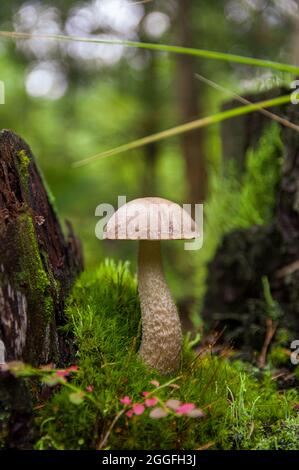 Junger grauer Birkenpilz, der in verschiedenen erstaunlichen Moosarten zwischen zwei Baumstümpfen in einem hellen lettischen Herbstwald wächst Stockfoto