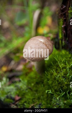 Junger grauer Birkenpilz, der in verschiedenen erstaunlichen Moosarten zwischen zwei Baumstümpfen in einem hellen lettischen Herbstwald wächst Stockfoto