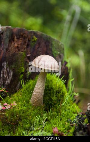 Junger grauer Birkenpilz, der in verschiedenen erstaunlichen Moosarten zwischen zwei Baumstümpfen in einem hellen lettischen Herbstwald wächst Stockfoto