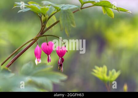 Zweig mit herzförmigen Blüten, genannt 'blutendes Herz' (lat. Lamprocapnos spectabilis oder Dicentra) Stockfoto