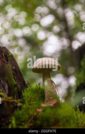 Junger grauer Birkenpilz, der in verschiedenen erstaunlichen Moosarten zwischen zwei Baumstümpfen in einem hellen lettischen Herbstwald wächst Stockfoto