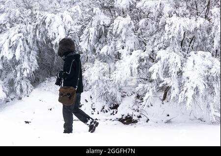 Der professionelle Fotograf, der alleine durch einen Wald ging, schneite mit seiner Kamera, die eine Wintermütze und eine Tasche trug Stockfoto