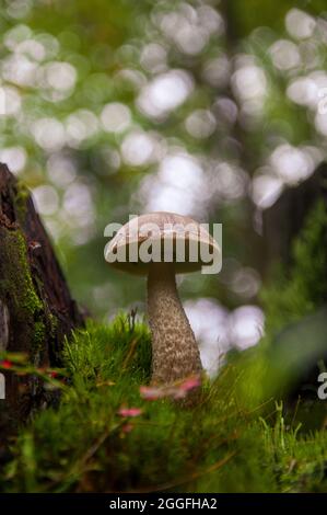 Junger grauer Birkenpilz, der in verschiedenen erstaunlichen Moosarten zwischen zwei Baumstümpfen in einem hellen lettischen Herbstwald wächst Stockfoto