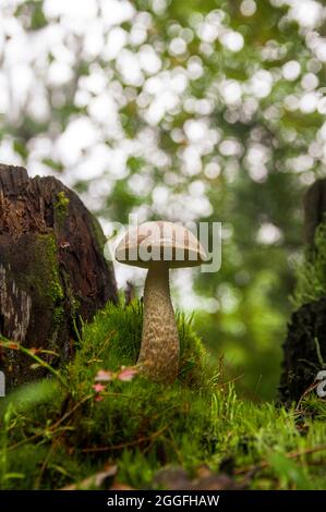 Junger grauer Birkenpilz, der in verschiedenen erstaunlichen Moosarten zwischen zwei Baumstümpfen in einem hellen lettischen Herbstwald wächst Stockfoto