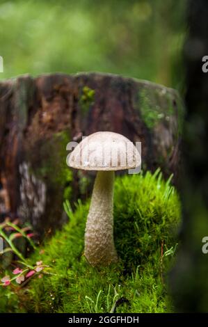 Junger grauer Birkenpilz, der in verschiedenen erstaunlichen Moosarten zwischen zwei Baumstümpfen in einem hellen lettischen Herbstwald wächst Stockfoto