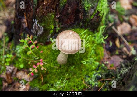 Junger grauer Birkenpilz, der in verschiedenen erstaunlichen Moosarten zwischen zwei Baumstümpfen in einem hellen lettischen Herbstwald wächst Stockfoto