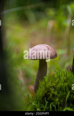 Junger grauer Birkenpilz, der in verschiedenen erstaunlichen Moosarten zwischen zwei Baumstümpfen in einem hellen lettischen Herbstwald wächst Stockfoto