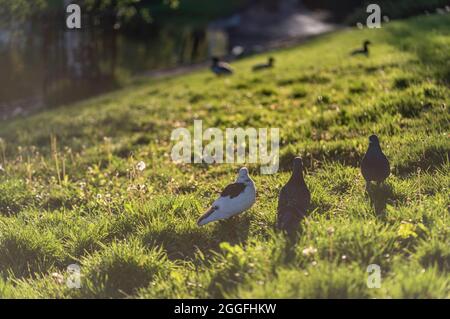 Tauben, die während des Sonnenuntergangs im Frühling auf einem sonnigen Rasen in der Nähe des Rigaer Kanals spazieren Stockfoto