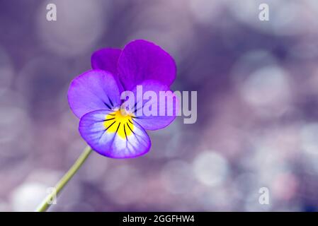 Wilde Stiefmütterchen (Viola tricolor) Blume Stockfoto