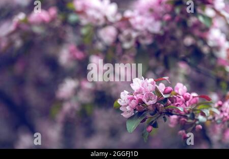 Dekorativer Apfelbaum-Zweig mit blühenden rosa Blüten Stockfoto