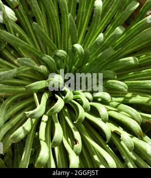 Die grünen Blätter von Saxifraga Longifolia. Stockfoto