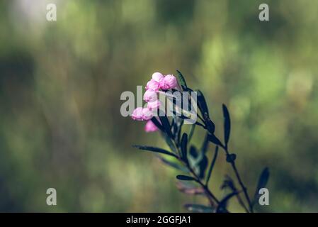 Blühende Andromeda polifolia, gewöhnlicher Name Moor-Rosmarin Stockfoto