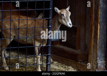 Cumberland Wildlife Park Grünau, Oberösterreich, Österreich. Mufflon (Ovis gmelini) Stockfoto