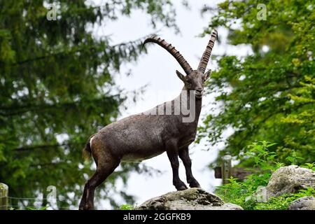 Cumberland Wildlife Park Grünau, Oberösterreich, Österreich. Steinbock (Capra ibex) Stockfoto
