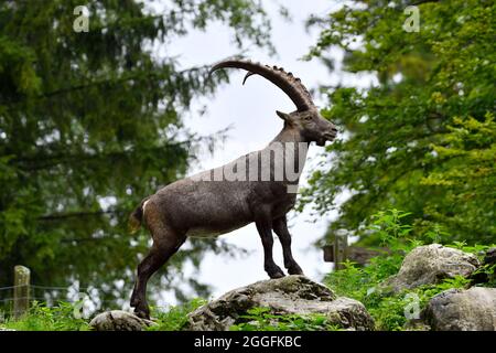 Cumberland Wildlife Park Grünau, Oberösterreich, Österreich. Steinbock (Capra ibex) Stockfoto