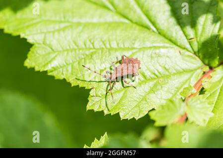 Nymphe eines Hafenbugs (Coreus marginatus) Stockfoto