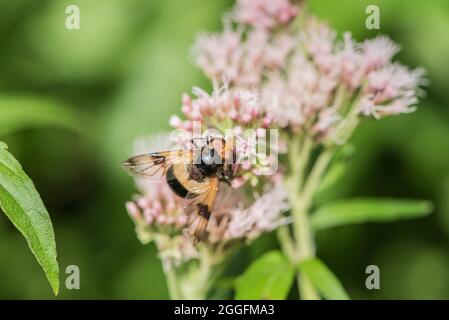 Futter Pelluzid Fliege (Volucella pellucens), eine gewöhnliche Schwebefliege Stockfoto