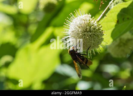 Die Hornet-Hoverfly (Volucella zonaria), eine Hornet-Mimik Stockfoto