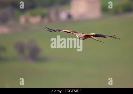 Ein erwachsener roter Drachen (Milvus milvus) im Flug. Stockfoto