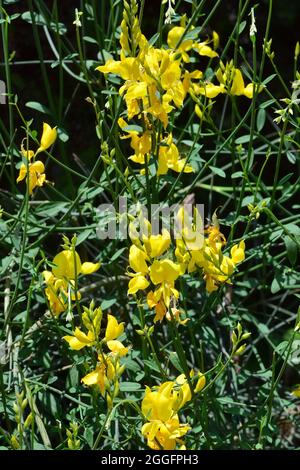 Spanischer Besen, Besen oder Weberbesen, Pfriemenginster, Sppartium junceum, jeneszter, Europa Stockfoto