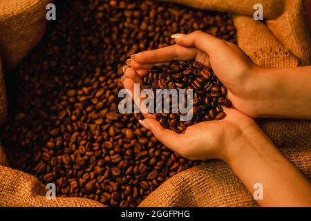 Nahaufnahme von weiblichen Händen, die Kaffeebohnen in der Hand vor einem Sackleinen halten Stockfoto