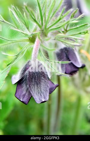 Kleine Pasquenblume, Pasquenblume, Wiesen-Kuhschelle, Kuhschelle, Pulsatilla pratensis ssp bohemica, kökörcsin, Europa Stockfoto