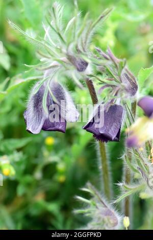 Kleine Pasquenblume, Pasquenblume, Wiesen-Kuhschelle, Kuhschelle, Pulsatilla pratensis ssp bohemica, kökörcsin, Europa Stockfoto