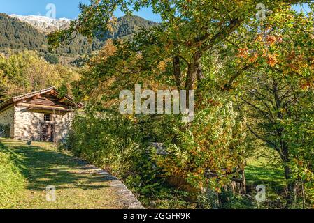 Uralter Kastanienwald im Bregaglia-Tal bei Soglio in Herbstfarben, Graubünden, Schweiz Stockfoto