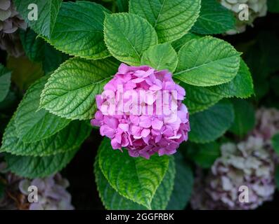 Nahaufnahme einer rosa Hortensienblume, Hortensia Stockfoto