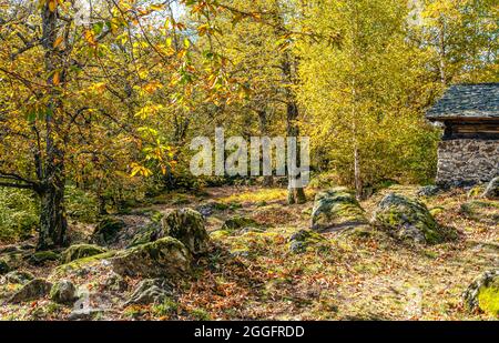 Uralter Kastanienwald im Bregaglia-Tal bei Soglio in Herbstfarben, Graubünden, Schweiz Stockfoto