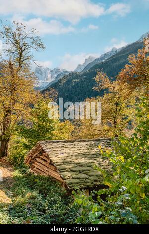 Uralter Kastanienwald im Bregaglia-Tal bei Soglio in Herbstfarben, Graubünden, Schweiz Stockfoto