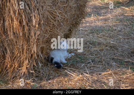 Eine weiße faule Katze, die im Schatten von Strohballen auf landwirtschaftlichen Feldern liegt, Haustier auf dem Land Stockfoto