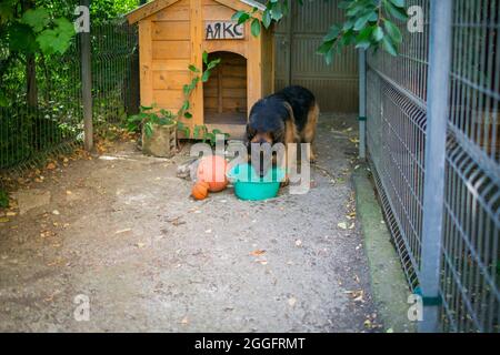 Der Schäferhund 'Ajax' versucht, seinen neuen Ball zu platzen und weil er scheitert, wird er wütend und knurrt darüber. Stockfoto