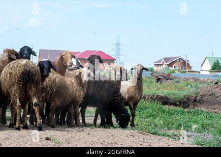 In der Steppe grasen ein paar Schafe zusammen Stockfoto