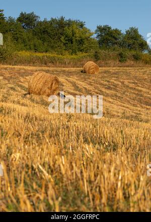 Ein Hund auf dem landwirtschaftlichen Feld wandert während des Herbstabends im goldenen Sonnenlicht zwischen Strohballen Stockfoto