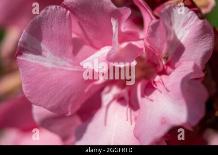 Nahaufnahme einer schönen rosa Rose, Makrofoto einer rosa Blume Stockfoto