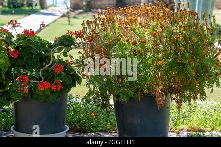 Nahaufnahme Foto von bunten verschiedenen Blumen im Garten Stockfoto