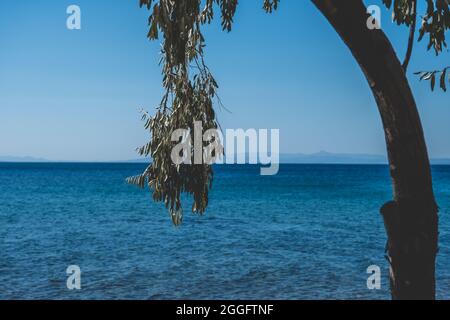 Schöner Meerblick mit Olivenbaum mit Oliven in der Nähe des Strandes Stockfoto